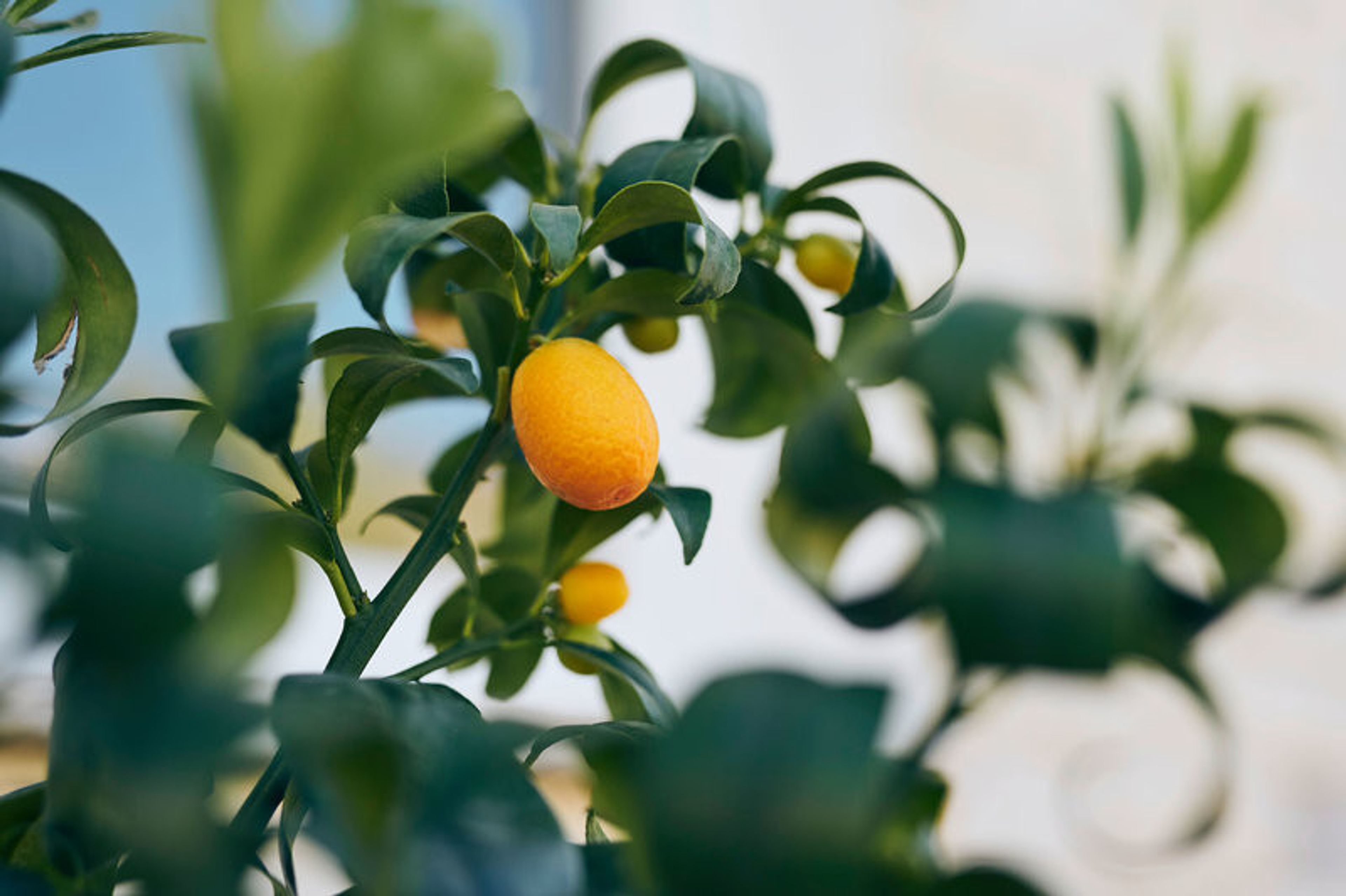 Arancini Residence foto 4