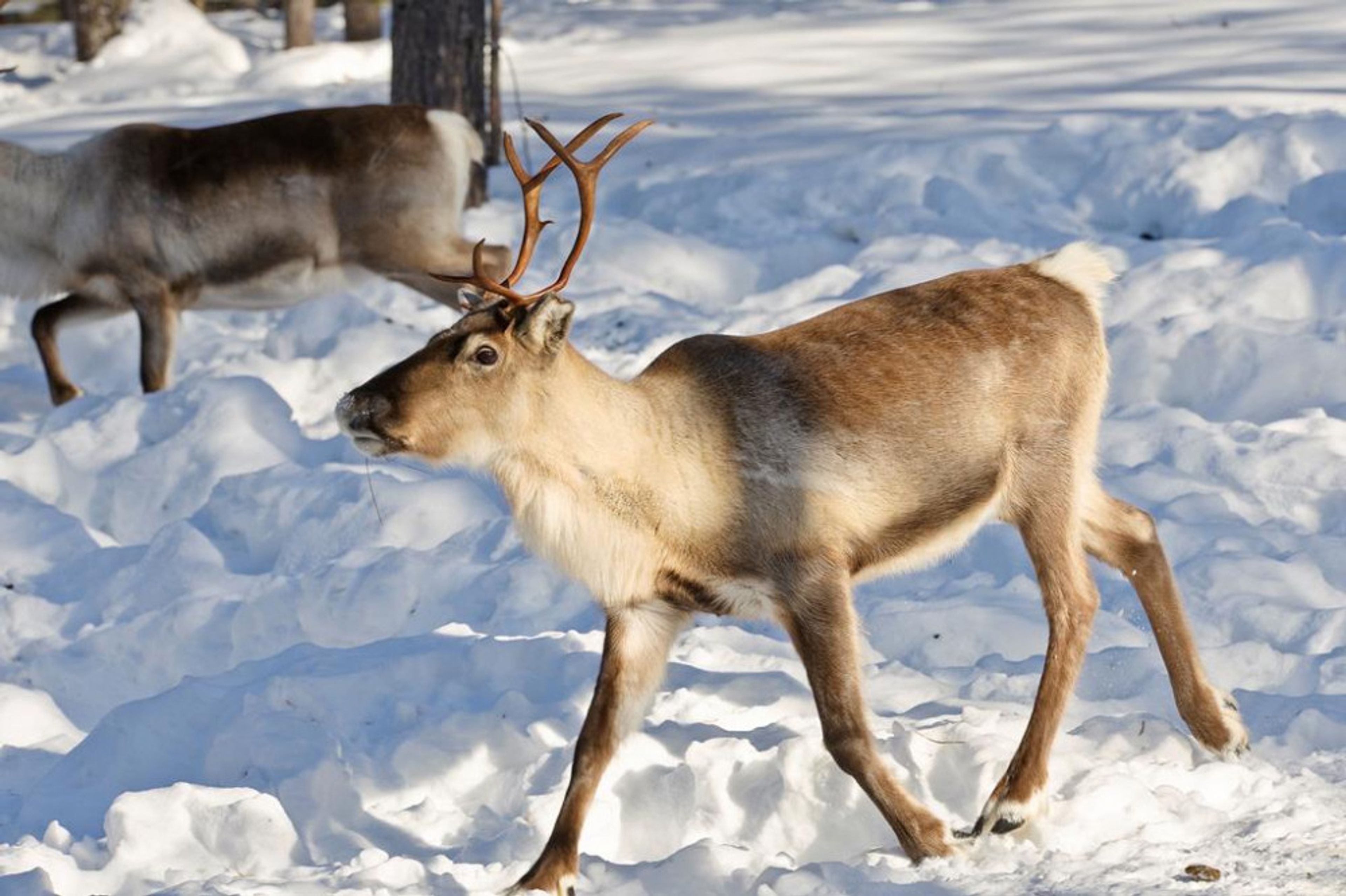 Levi Panorama foto 4