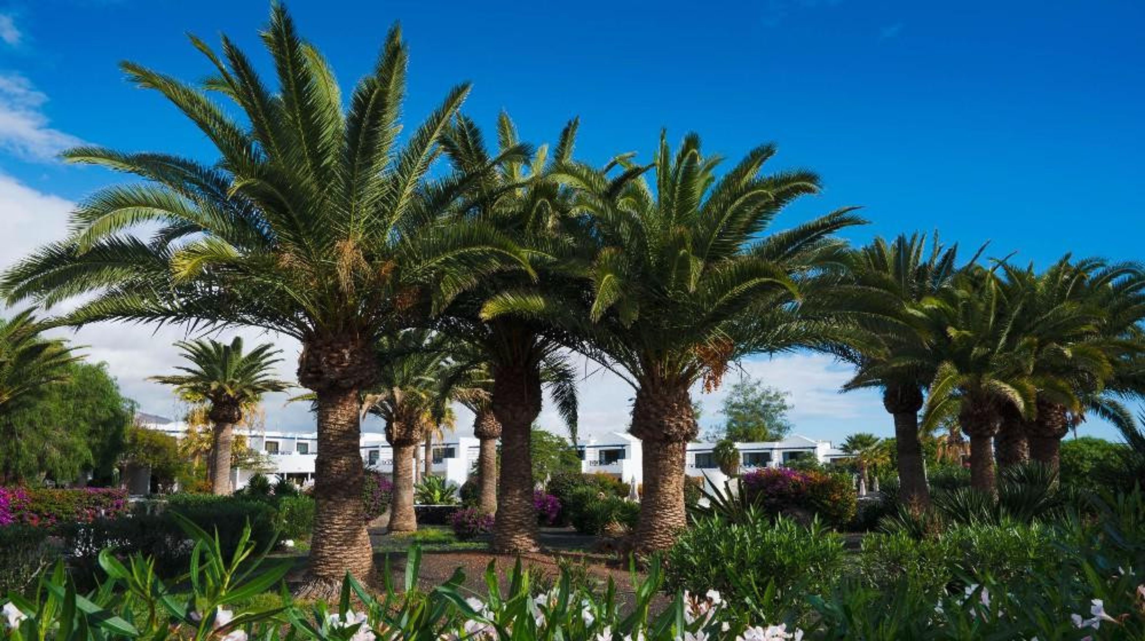 Relaxia Olivina foto 4